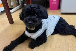 たんぽぽのセラピー犬？？