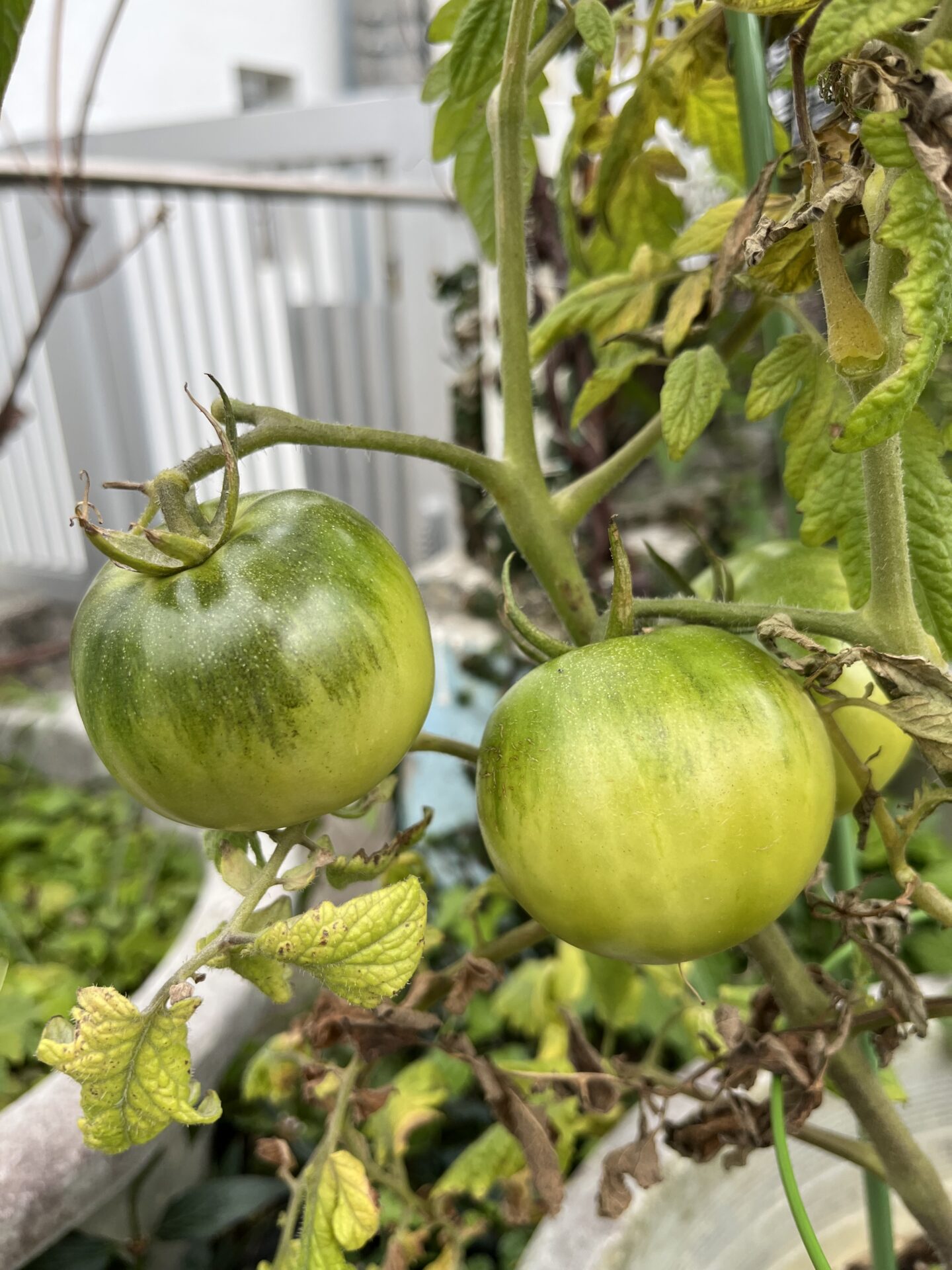 菜園🍅