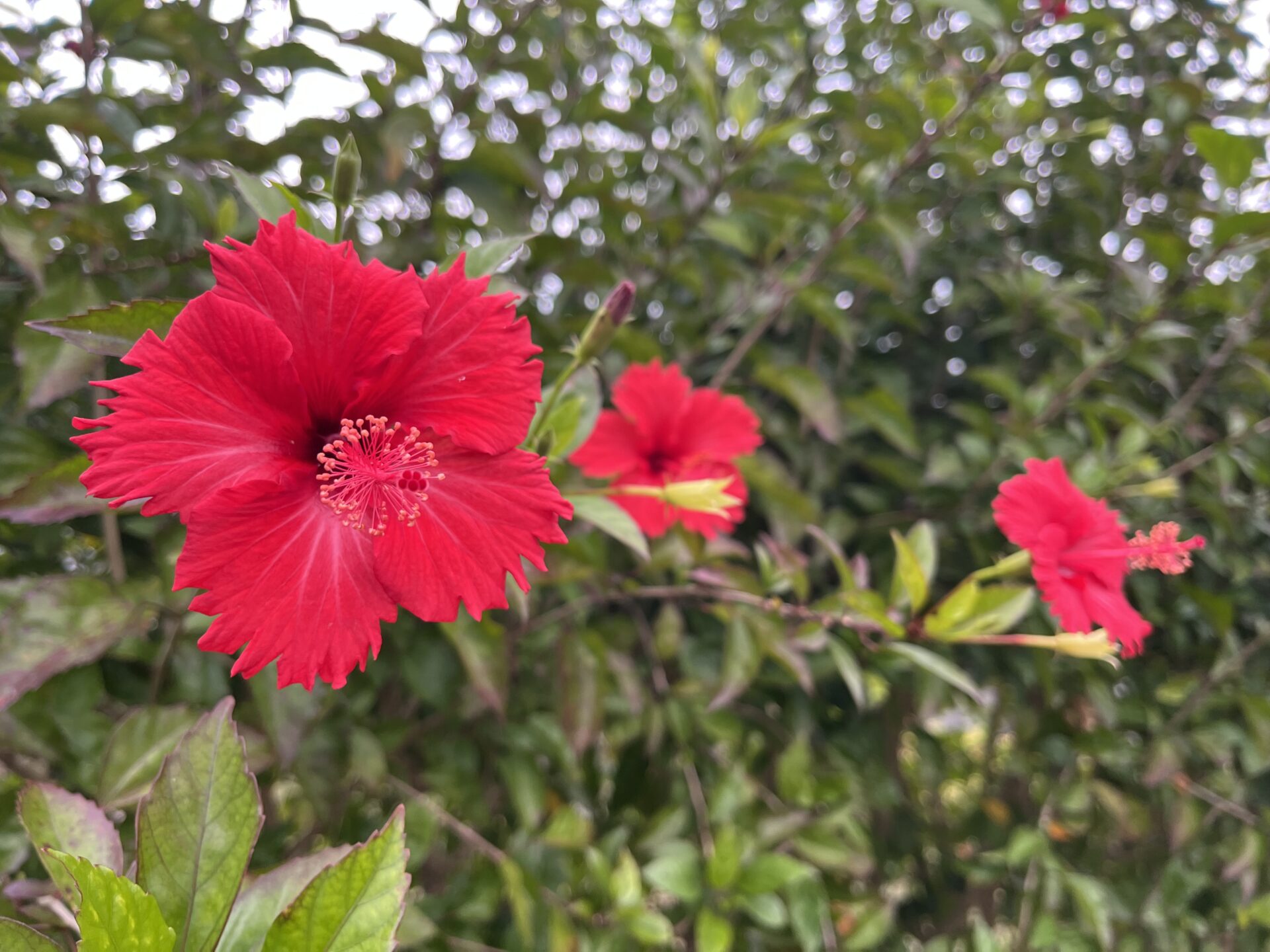 今日も元気に🌺