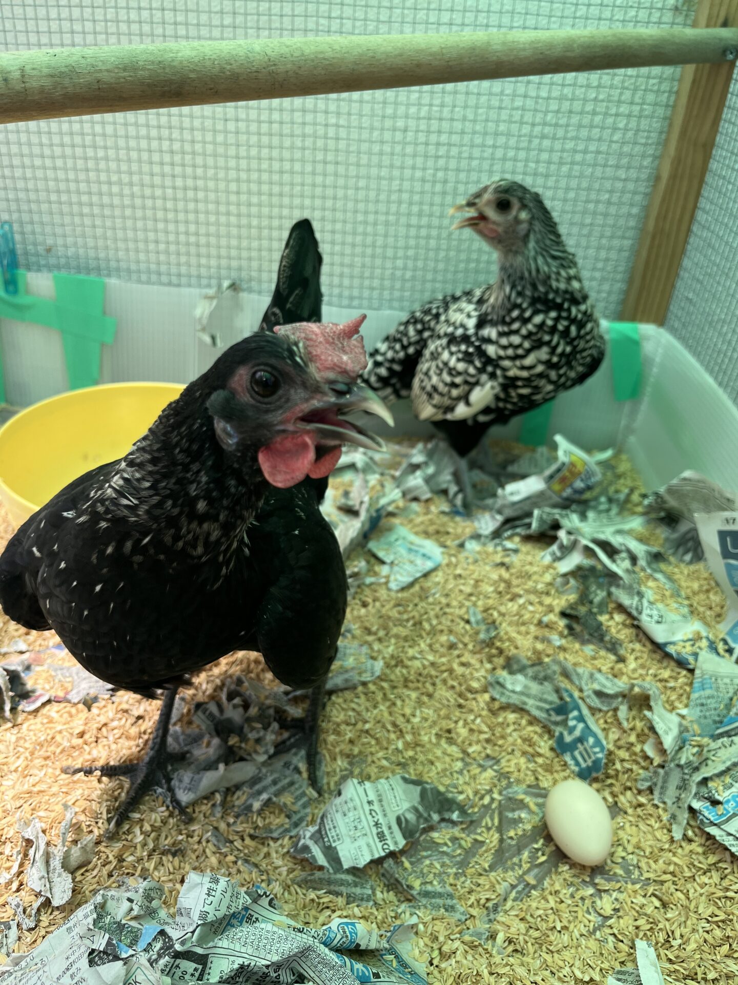 チャボ🐓