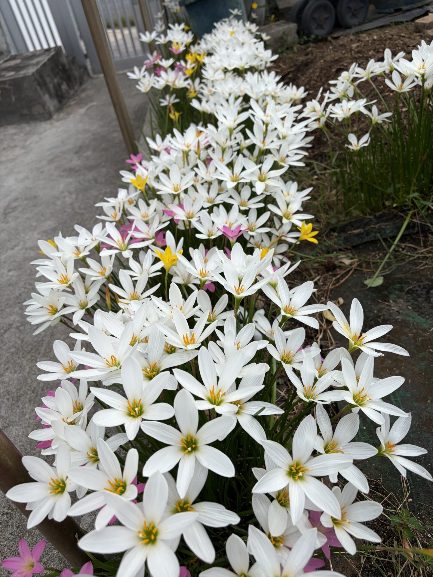 タマスダレ🌼